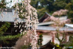 美しき春の長谷寺④