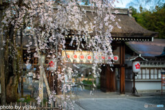 春の平野神社②