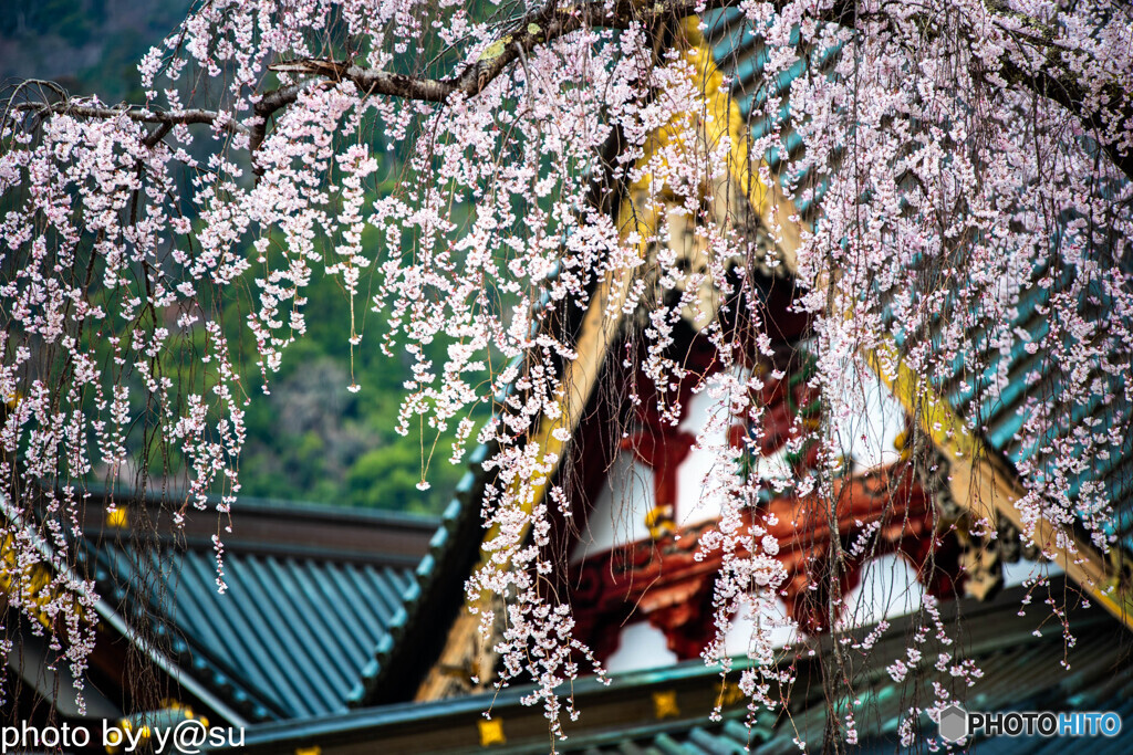 春景の身延山久遠寺⑤