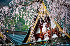 春景の身延山久遠寺⑤