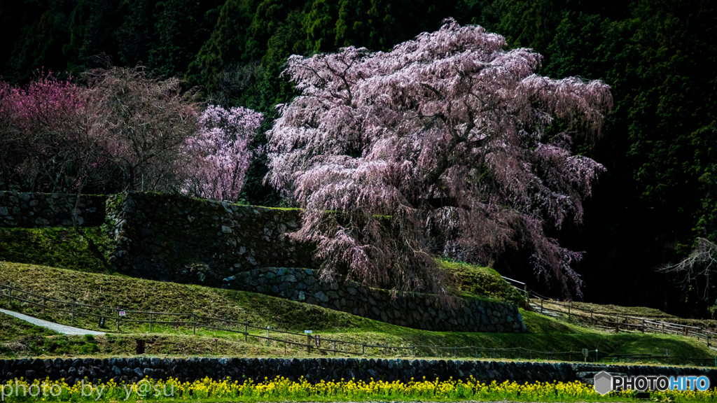 本郷の瀧桜
