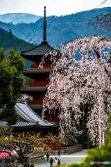 身延山久遠寺の枝垂れ桜