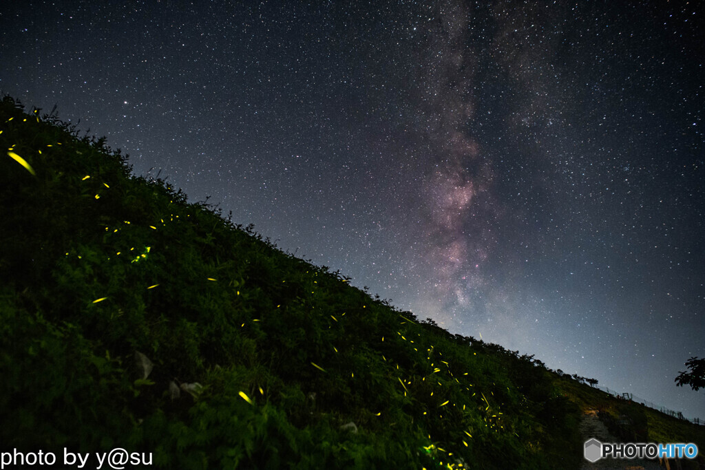 ヒメボタルと夏の天の川