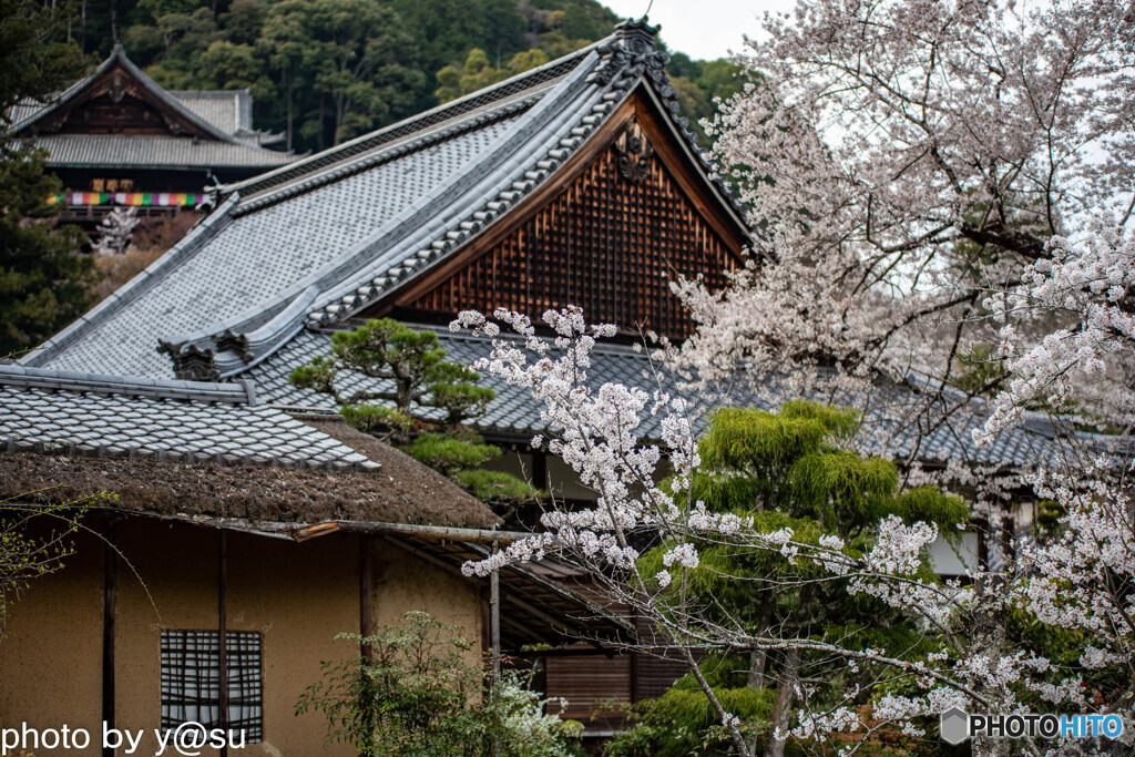 長谷寺の桜⑨