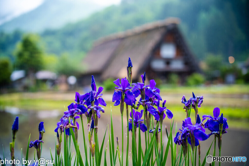 白川郷　～田植えのころ～②