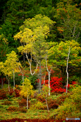 志賀高原の紅葉