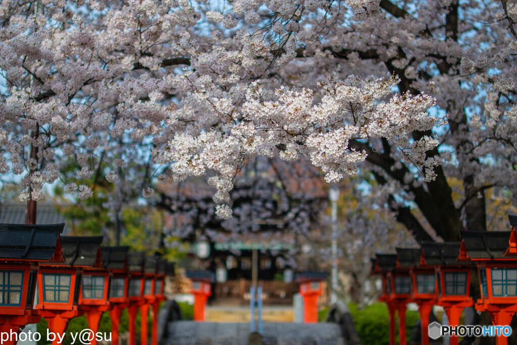 春の六孫王神社①