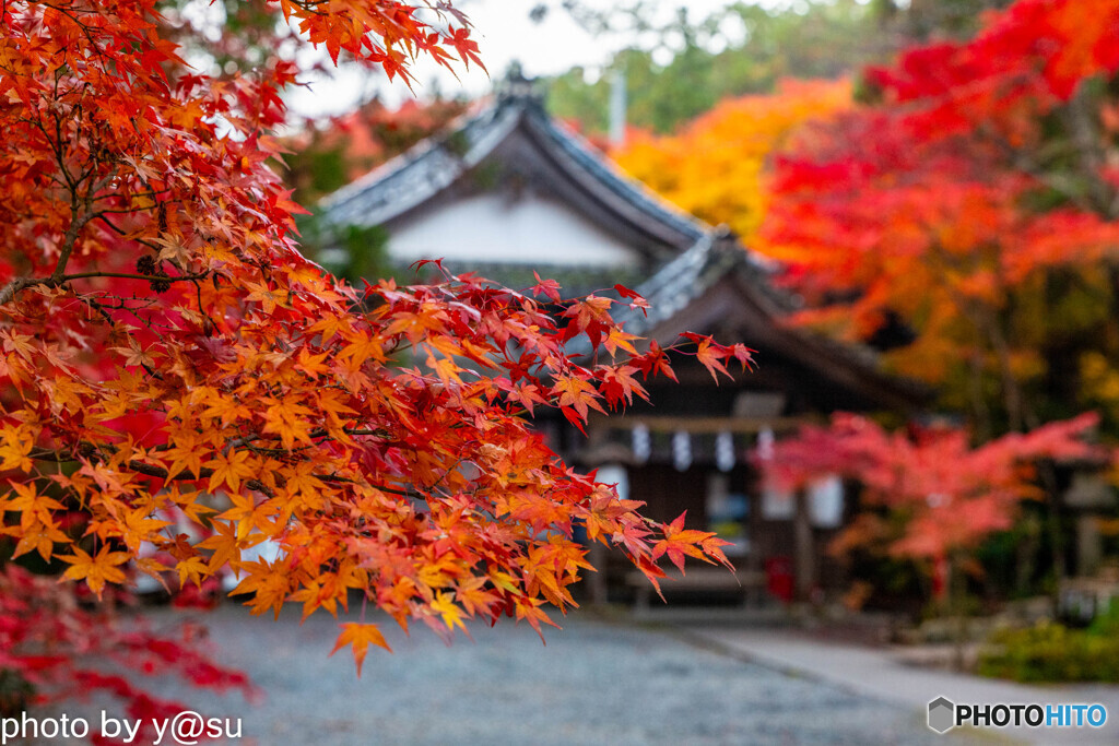 京都　亀岡市　鍬山神社の紅葉