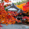 京都　亀岡市　鍬山神社の紅葉