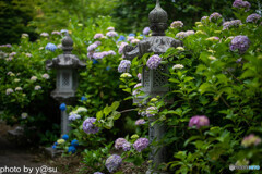 丹州観音寺の紫陽花⑥