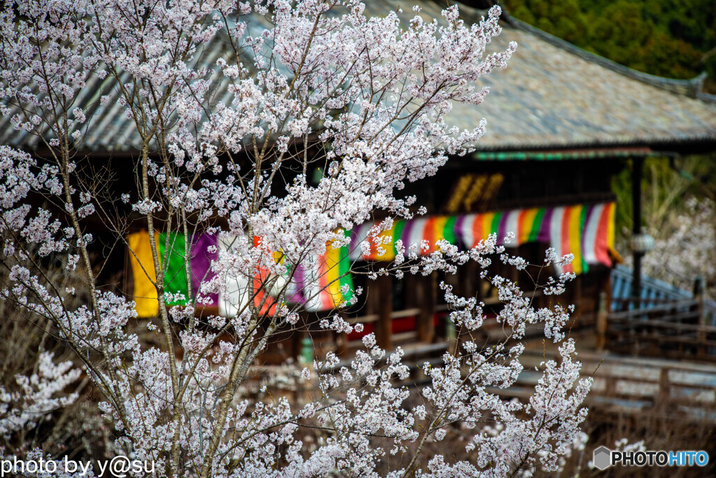 長谷寺の桜⑤