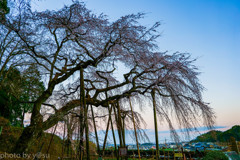 愛知県　奥山田のしだれ桜Ⅱ