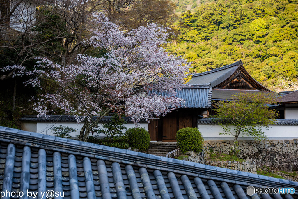長谷寺の桜④