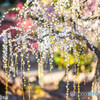 結城神社の梅園②