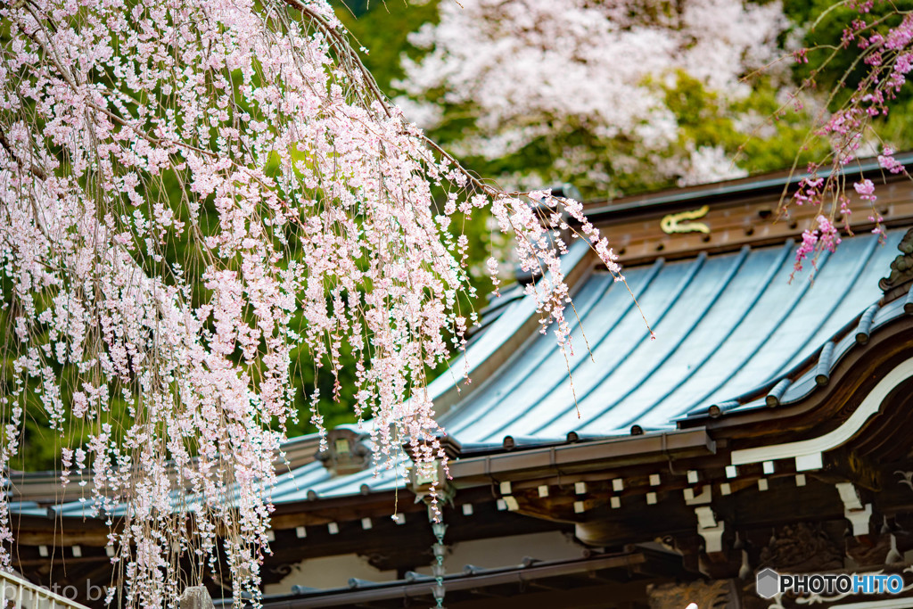 身延山久遠寺の枝垂れ桜Ⅱ