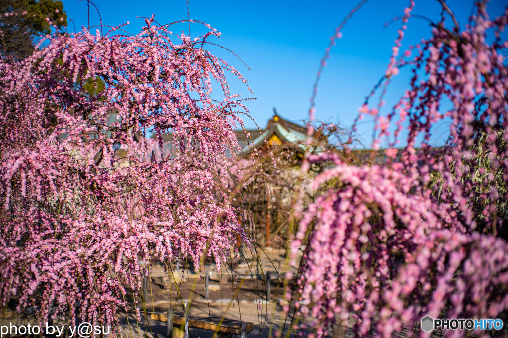 結城神社の梅園①