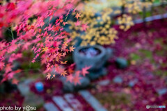 錦秋の寺院①