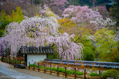 長谷寺の桜