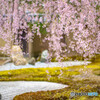 高台寺の桜①