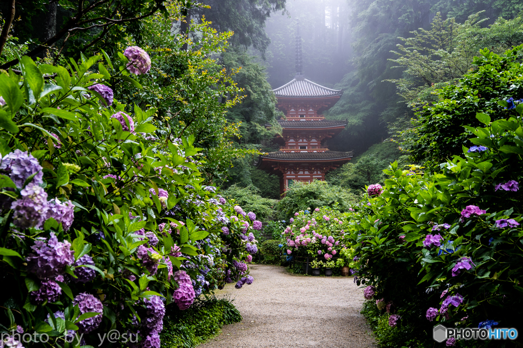 岩船寺の紫陽花