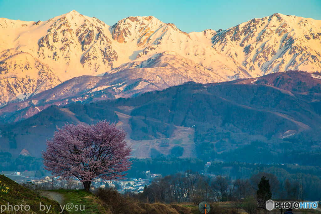 残雪と一本桜