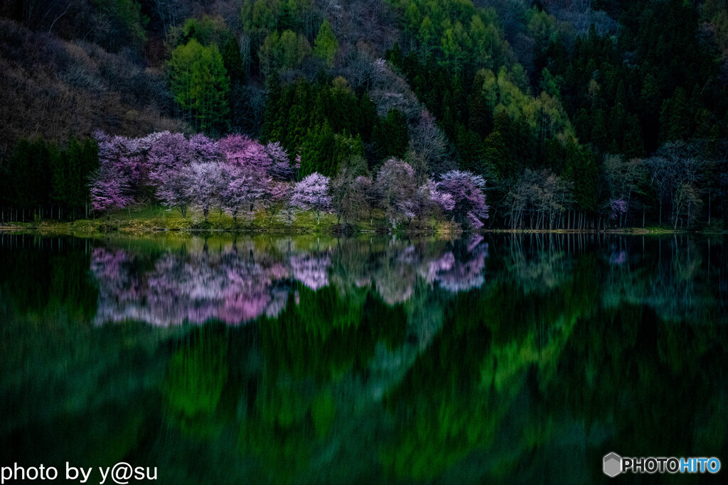 中網湖の桜①