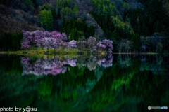 中網湖の桜①