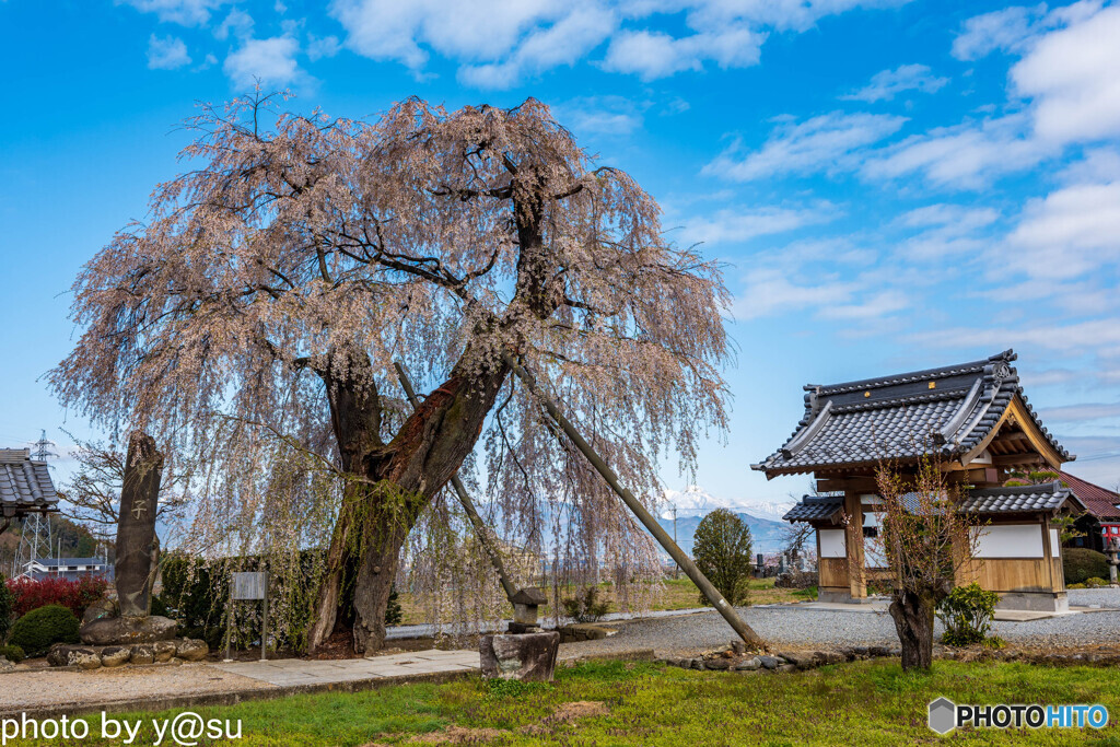 大廣院の桜①