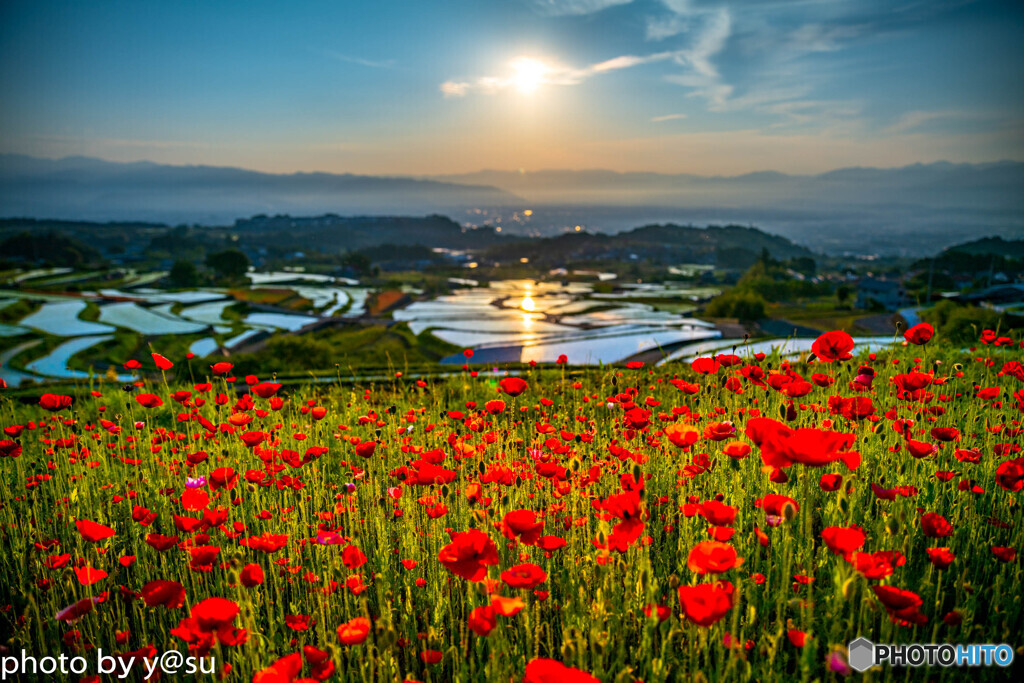 美しきポピーと棚田の光景