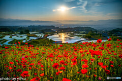 美しきポピーと棚田の光景