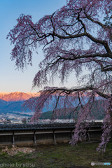 栖林寺の枝垂れ桜Ⅱ