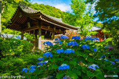 久安寺の紫陽花②