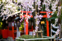 春の水火天満宮