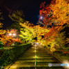 永観堂紅葉ライトアップ