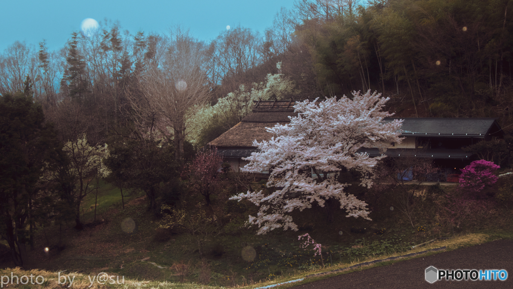雪舞う茅葺きの家の桜