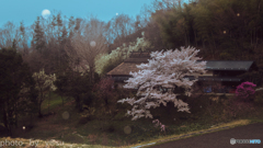 雪舞う茅葺きの家の桜