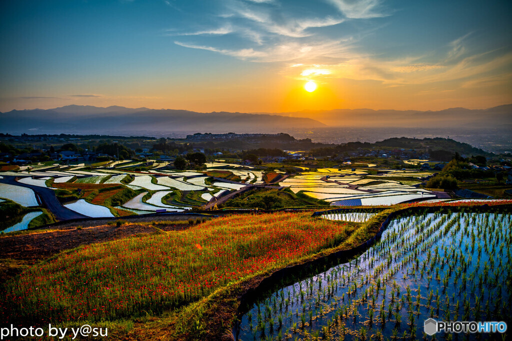ポピー咲く棚田の朝景