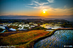 ポピー咲く棚田の朝景