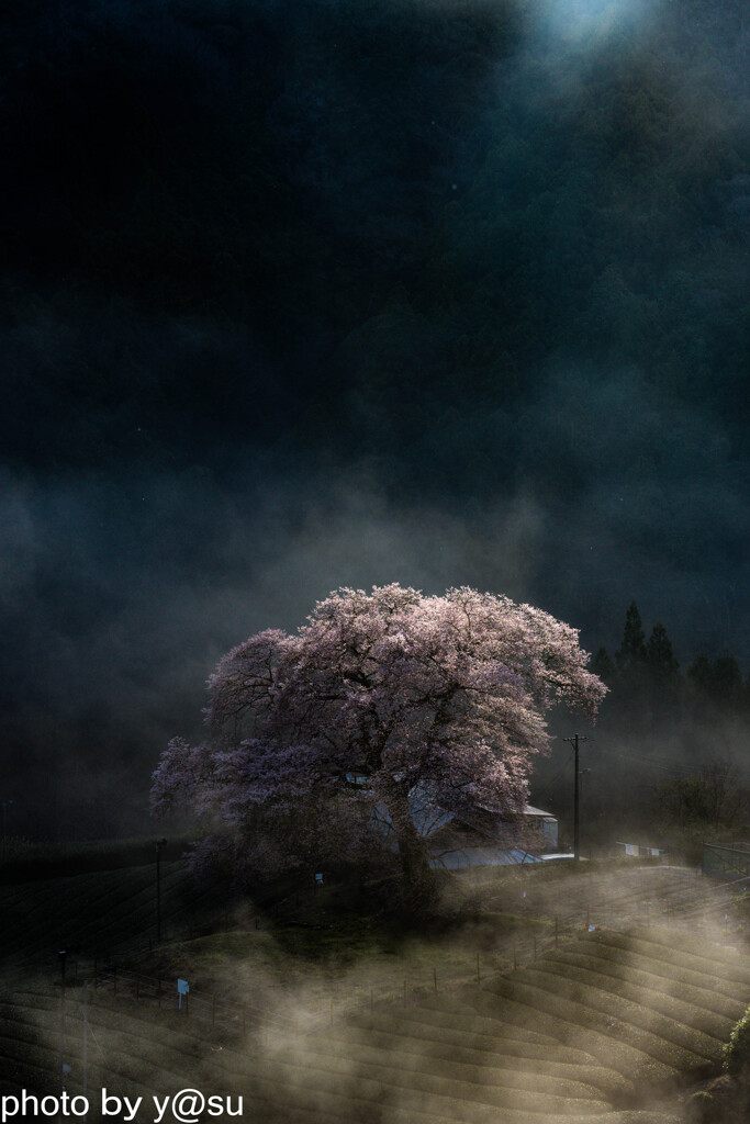 牛代の水目桜