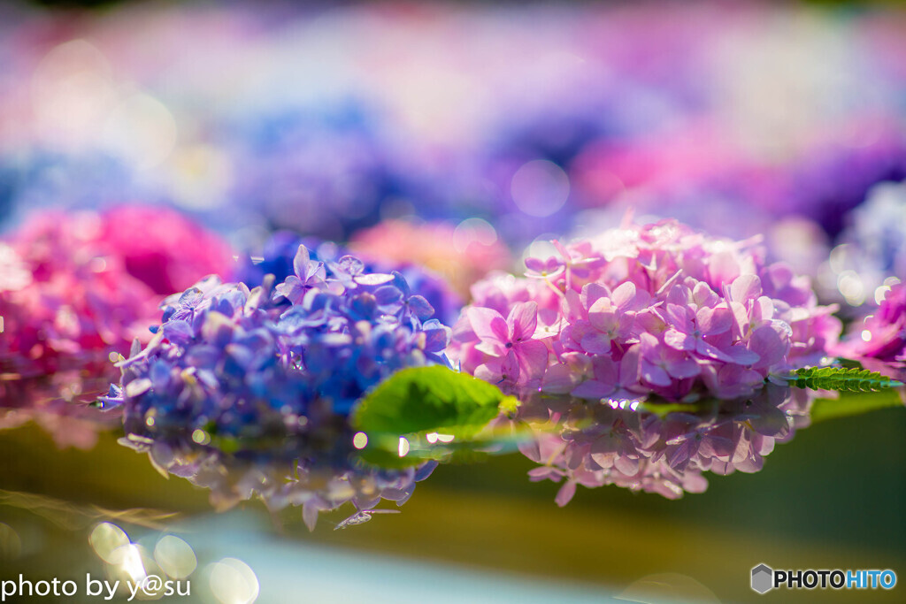 久安寺の紫陽花①