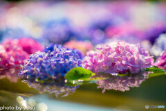 久安寺の紫陽花①