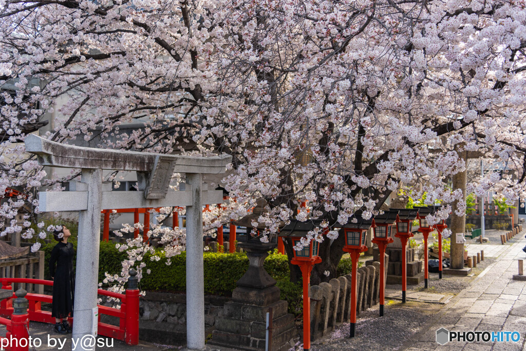 春の六孫王神社②