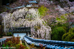 美しき春の長谷寺②