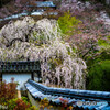 美しき春の長谷寺②