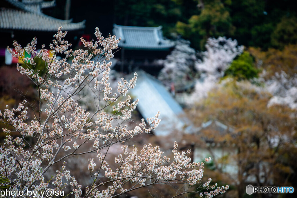 長谷寺の桜③