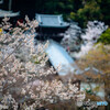 長谷寺の桜③