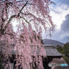 光前寺のしだれ桜①