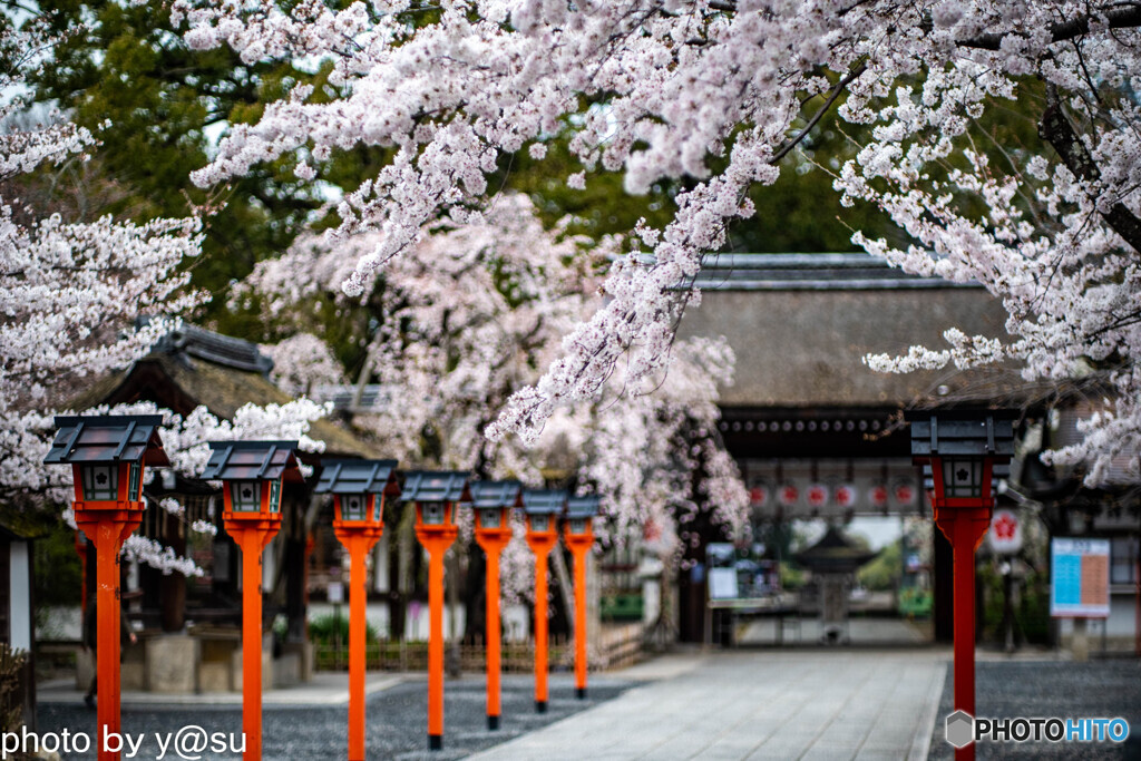 平野神社の桜①