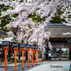 平野神社の桜①