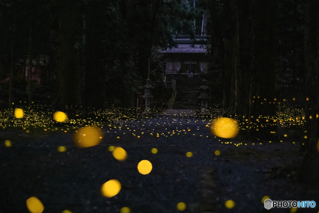 内尾神社のヒメボタル